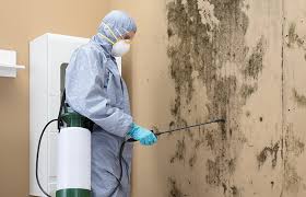 Why You Should Choose Our Mold Remediation Services in Loris, SC